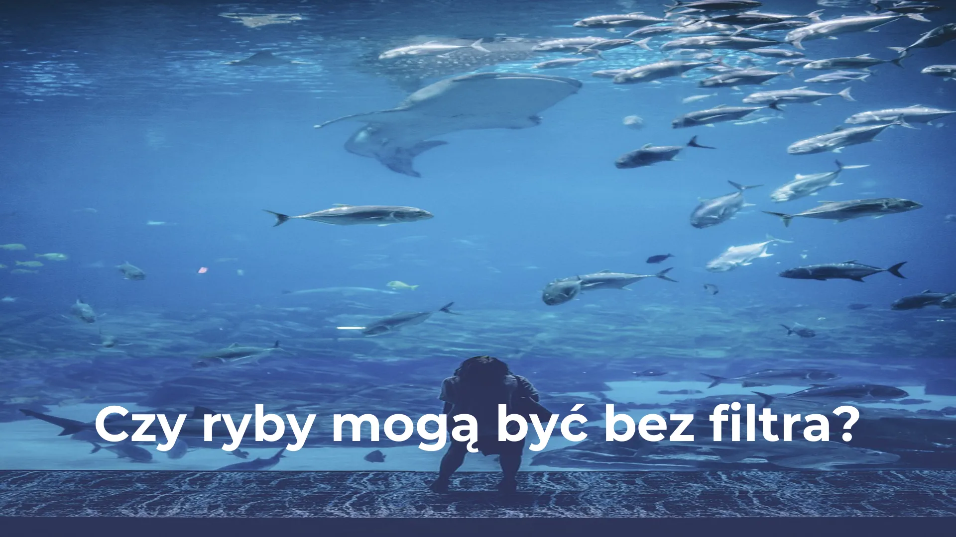 Czy ryby mogą być bez filtra