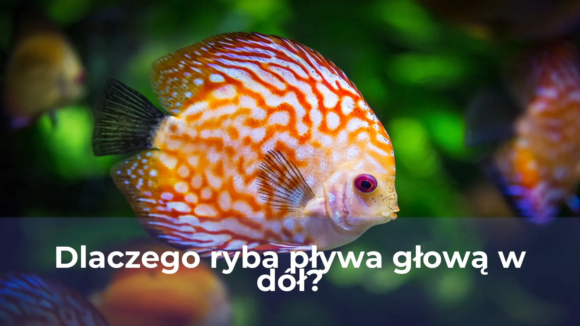 Dlaczego ryba pływa głową w dół