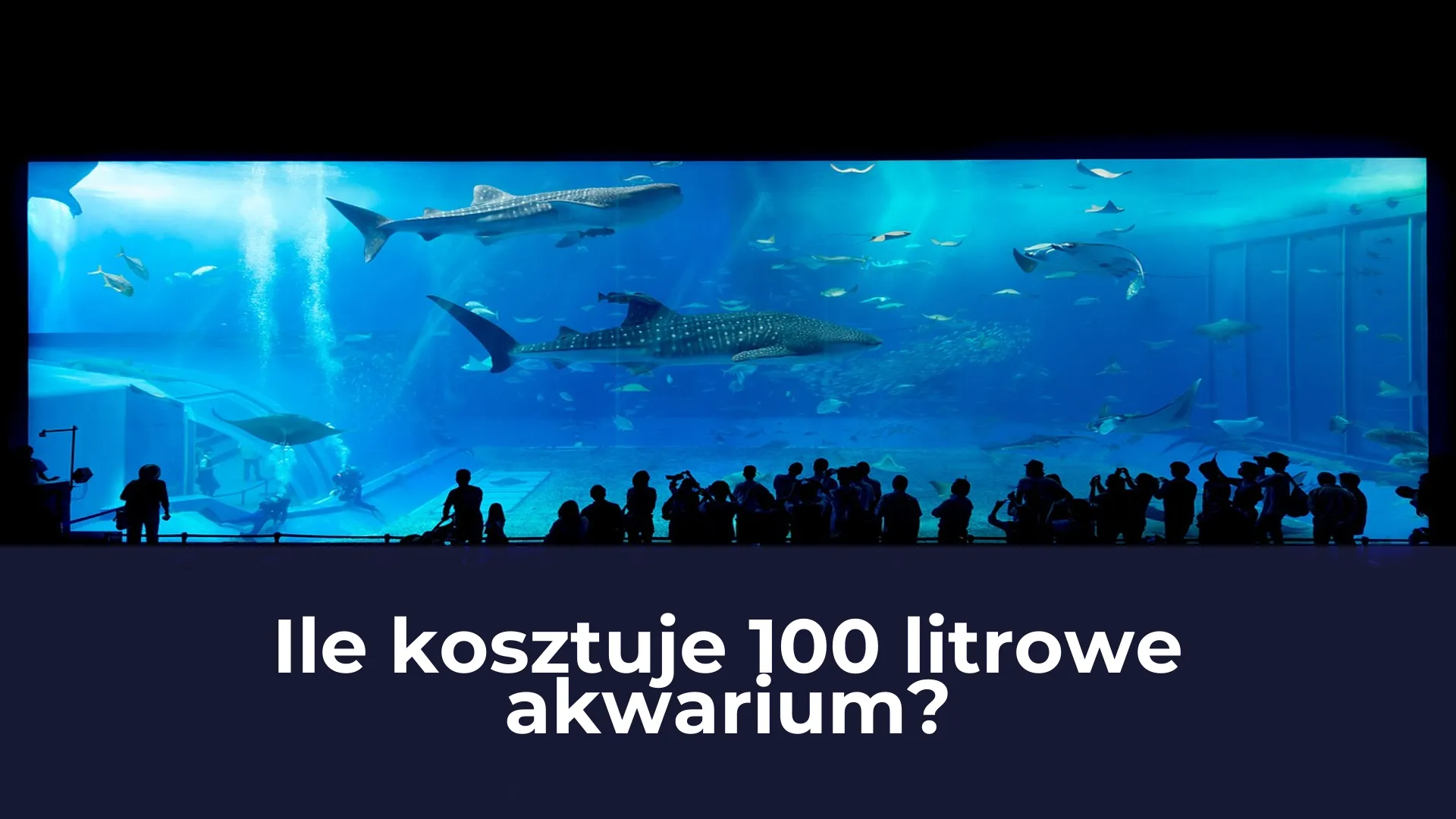 Ile kosztuje 100 litrowe akwarium