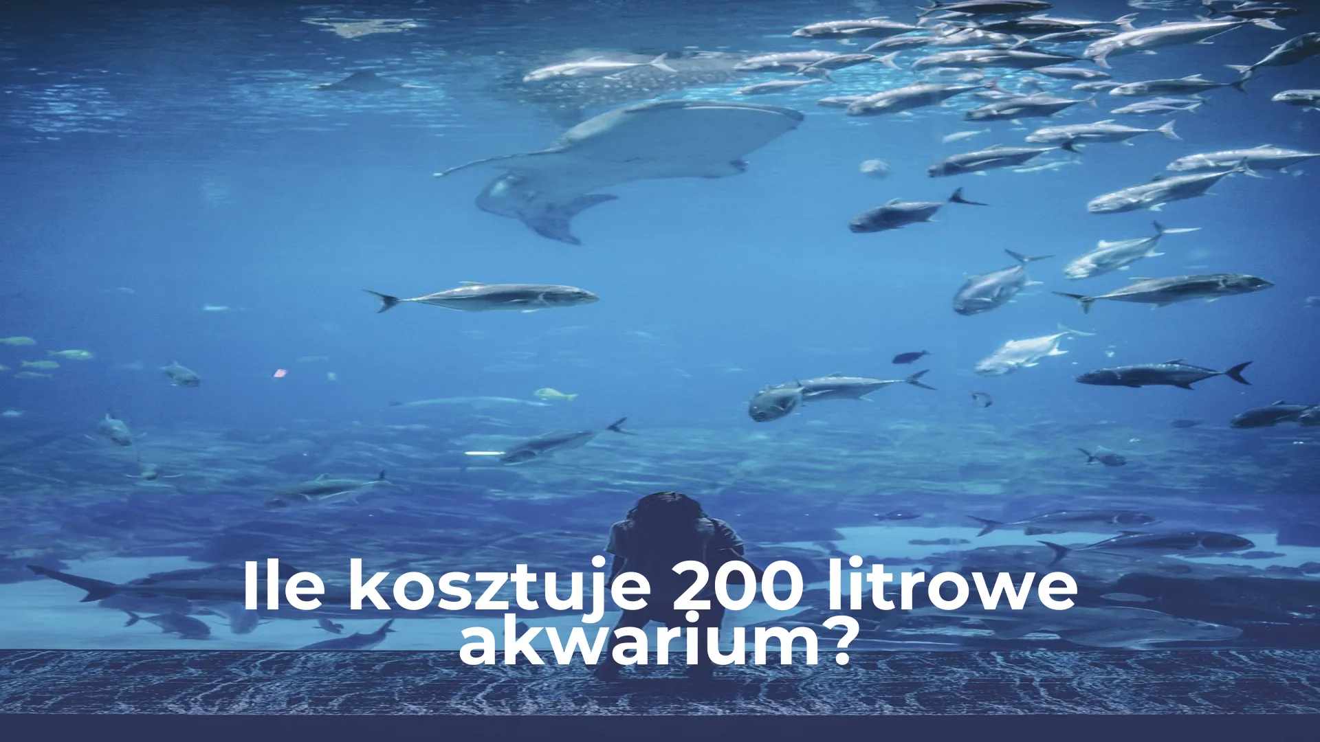 Ile kosztuje 200 litrowe akwarium