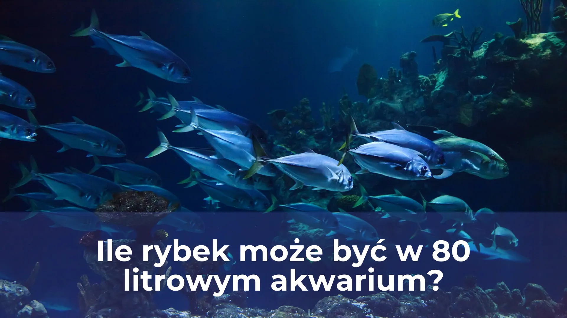 Ile rybek może być w 80 litrowym akwarium