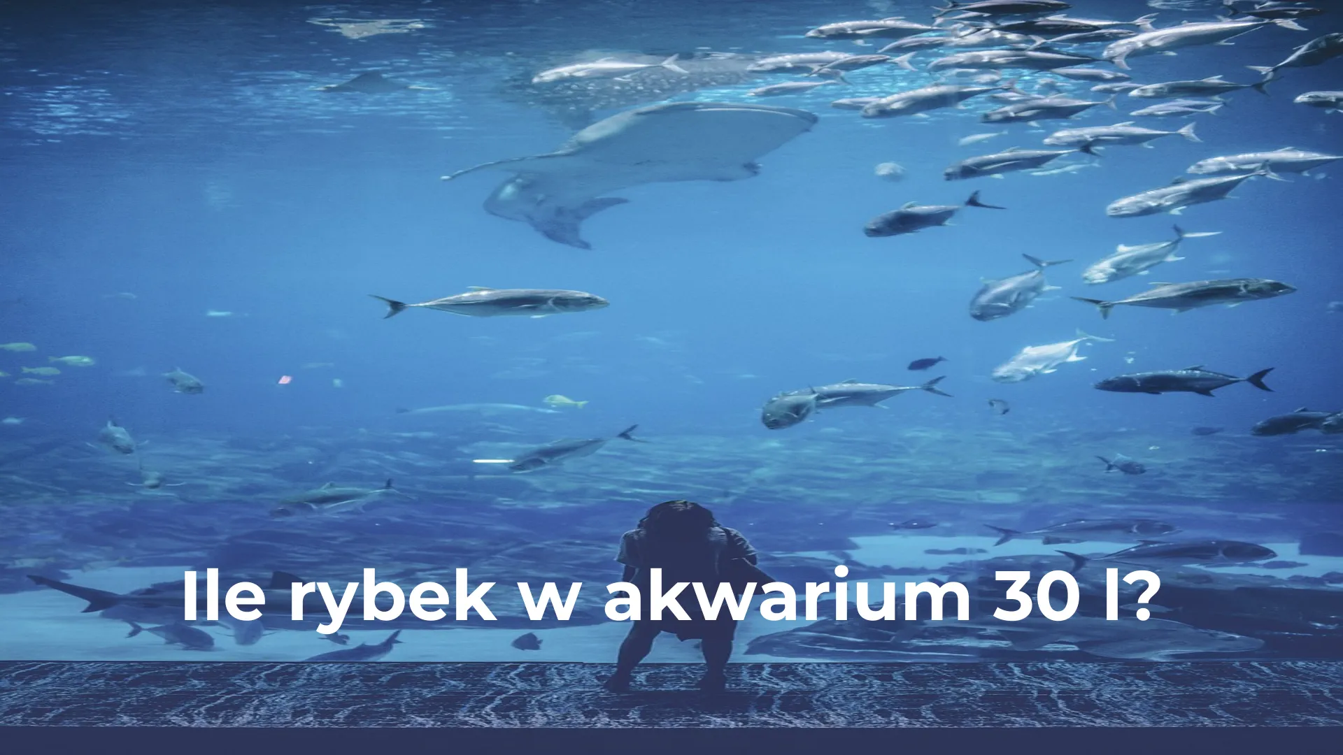 Ile rybek w akwarium 30 l